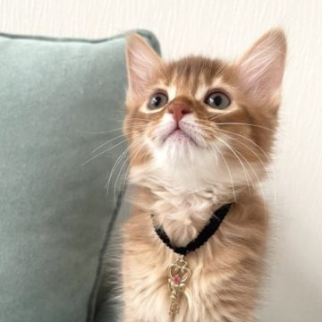 ソマリ【京都府・男の子・2023年1月26日・レッド（ずっと触ってたい気持ち良さ！）】の写真「デコポン(仮)✨俊敏な動きと可愛い顔！」