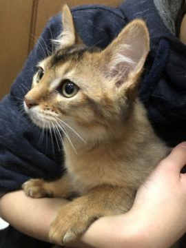 ソマリ【京都府・女の子・2020年11月17日・ルディ】の写真「遊ぶの大好きやんちゃさん」