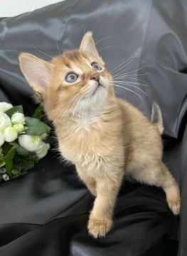 ソマリ【京都府・男の子・2022年3月15日・ルディ（手触り良好ふわふわ）】の写真「愛称:西条くん。獲物を捕獲する時のアレ😍」