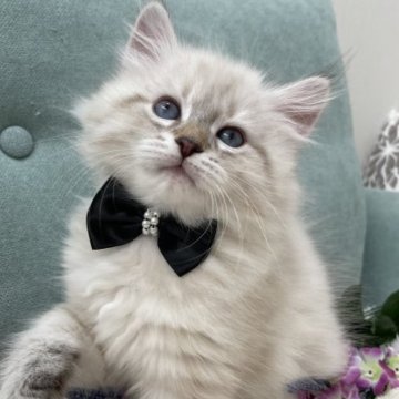 サイベリアン【京都府・男の子・2023年8月27日・シールリンクスポイント】の写真「(仮)ヒノヒカリ🌾目の青が綺麗！そしてもふもふもふ」