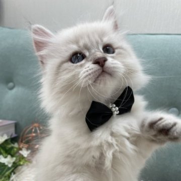 サイベリアン【京都府・男の子・2023年8月27日・ブルーリンクスポイント&ホワイト】の写真「あきたこまち🌾蝶ネクタイ似合いすぎ！」