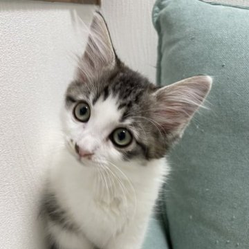 ラガマフィン【京都府・女の子・2023年7月29日・ブラウンマッカレルタビー&ホワイト】の写真「(仮)クインシー🍈」