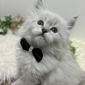 サイベリアン【京都府・男の子・2024年1月30日・シールリンクスポイント（mofu-mofu）】の写真「愛称ジャン。」