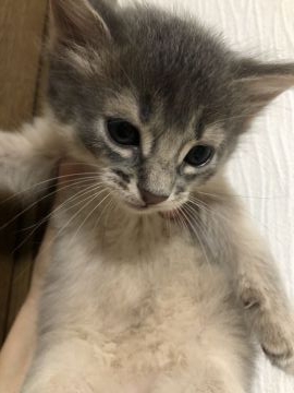 ソマリ【京都府・女の子・2021年7月15日・ブルー（ふわふわ）】の写真「ふわふわでちょっとおっとり😍9/12動画更新📸」