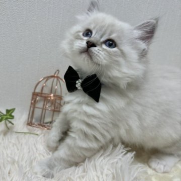 サイベリアン【京都府・男の子・2024年1月30日・ブルーリンクスポイント&ホワイト（mofu-mofu）】の写真「愛称ピエール、出べそ」