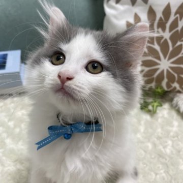 ラガマフィン【京都府・女の子・2023年7月29日・ブルー&ホワイト】の写真「(仮)エリザベス🍈女王様気質？ツンツンデレな女の子」