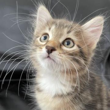 サイベリアン【京都府・男の子・2022年6月6日・ブラウンクラシックタビー&ホワイト】の写真「仮名：ごーくん。手袋着用✨7/31写真動画up」