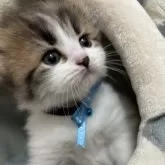 ラガマフィンミックス【京都府・男の子・2024年8月29日・ブラウンタビー&ホワイト】の写真1