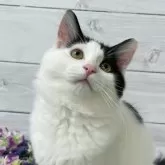 ラガマフィン【京都府・女の子・2023年9月15日・ブラック&ホワイト】の写真1