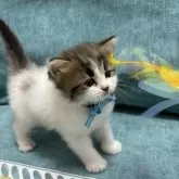 ラガマフィンミックス【京都府・男の子・2024年8月29日・ブラウンタビー&ホワイト】の写真3