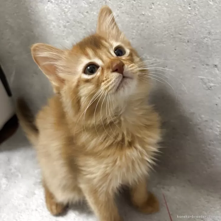 ID：2504-02133の子猫