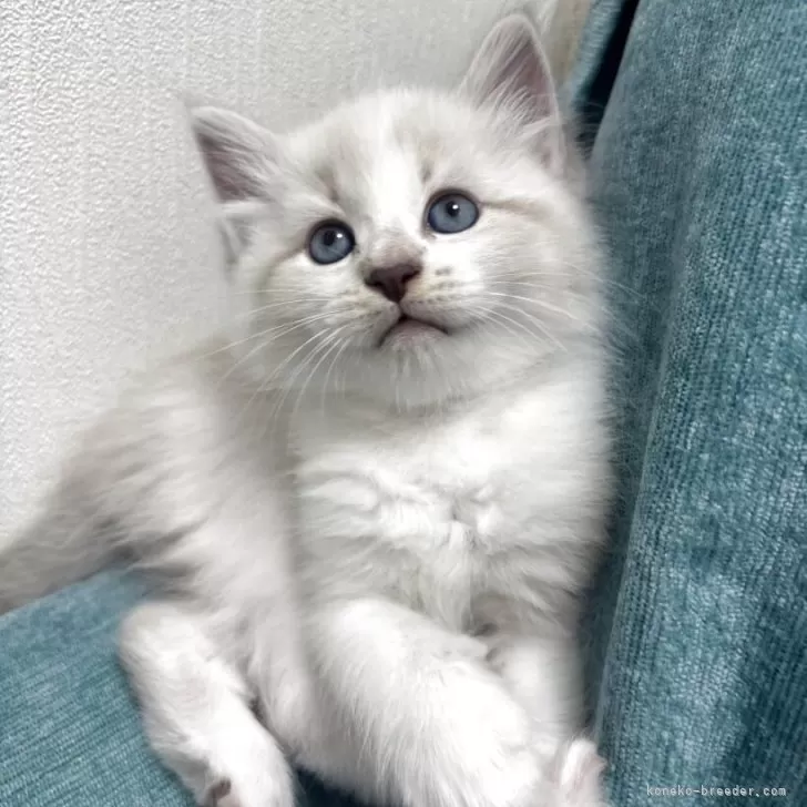 T.T 様のお迎えした子猫