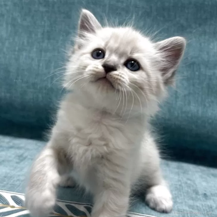 ID：2505-00060の子猫
