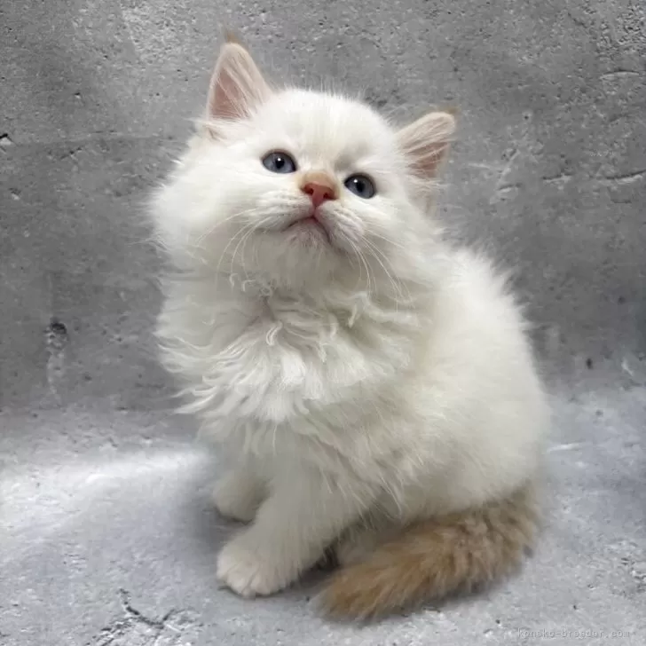 ID：2506-02907の子猫