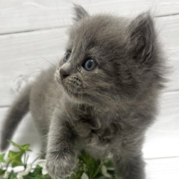 ラガマフィン【京都府・女の子・2025年10月13日・ブルータビー】の写真「アーリー(仮)🍇甘えん坊な女の子👧」