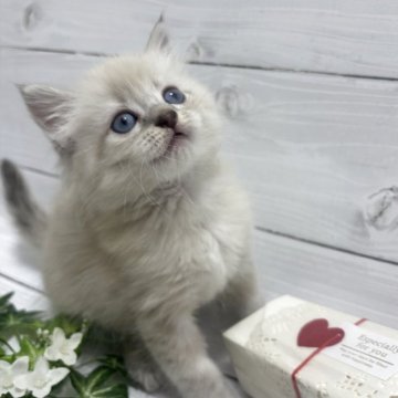 ラガマフィン【京都府・女の子・2025年10月11日・シールリンクスポイント】の写真「12/12～お迎え可」