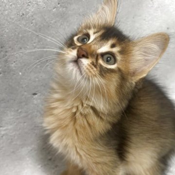 ソマリ【京都府・男の子・2025年9月20日・ルディ】の写真「坊ちゃん(仮)🎃かぼちゃシリーズ第3子次男」