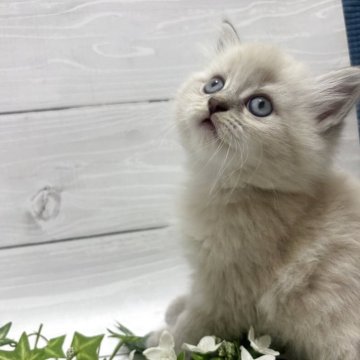 ラガマフィン【京都府・男の子・2025年10月11日・シールリンクスポイント】の写真「両親ゆずりの大きな瞳。12/12～お迎え可」