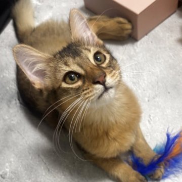 ソマリ【京都府・男の子・2025年7月8日・ルディ】の写真「🍉でんすけ(仮)ワンパク＆ゴロゴロ甘えん坊」