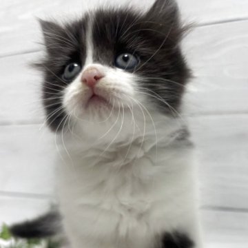 ラガマフィン【京都府・女の子・2025年10月13日・ブラック&ホワイト】の写真「ルビー(仮)🍇三姉妹長女の鼻ピンクちゃん」