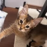 ソマリ