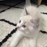 ラガマフィン