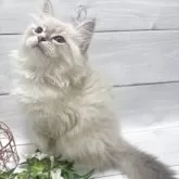 サイベリアン