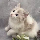 ラガマフィン