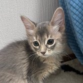 ソマリ