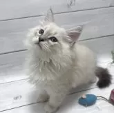 サイベリアン