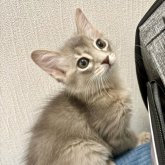 ソマリ
