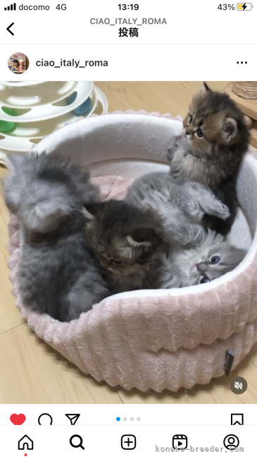 我が家で産まれた子猫たちです。毎日自由に楽しく過ごしてもらってます。｜角谷　容子(すみや　ようこ)ブリーダー(愛知県・ミヌエット・NAG登録)の紹介写真10