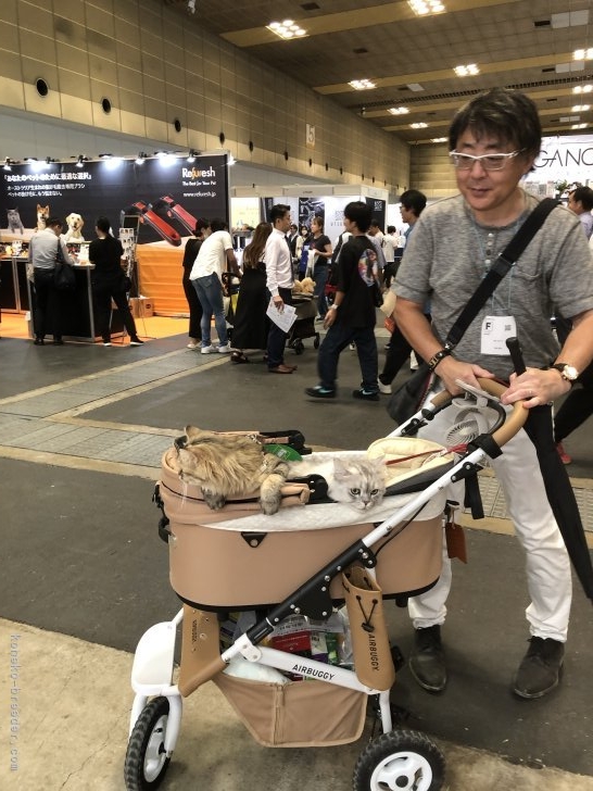 角谷容子ブリーダーのブログ：インターペット大阪へ