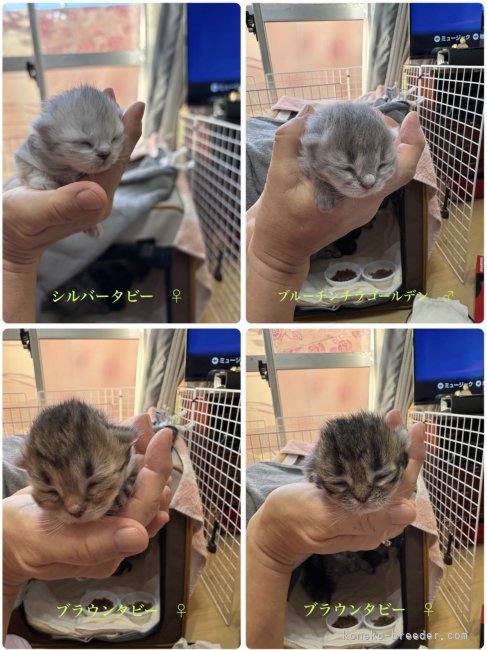 角谷容子ブリーダーのブログ：スクスクと成長しています！