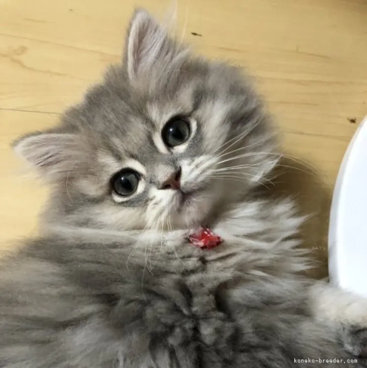 うっしー 様のお迎えした子猫