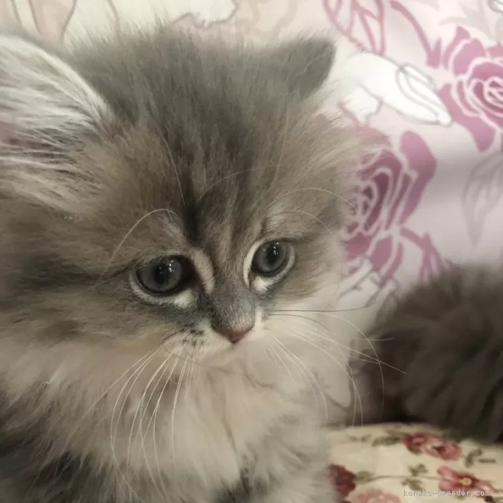 ID:2406-00344の子猫
