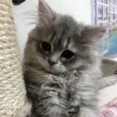 ミヌエット(短足)【愛知県・女の子・2023年6月8日・ブルータビー&ホワイト】の写真1「甘えん坊ちゃんです！全身モフモフ　触ってみて〜🥰」