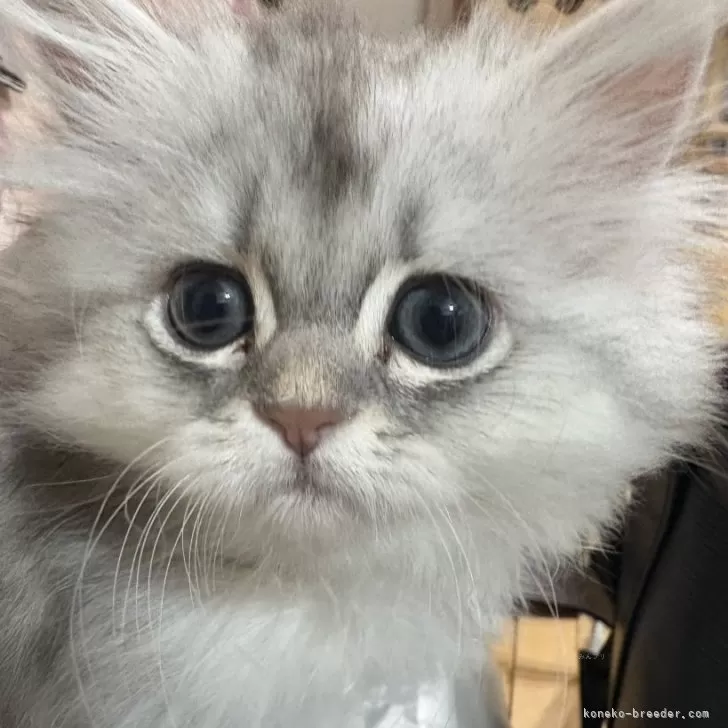 ももにゃん 様のお迎えした子猫