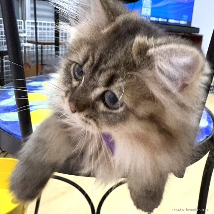 ID：2507-00171の子猫