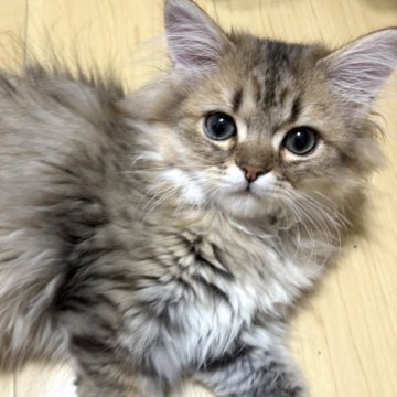 ミヌエット【愛知県・男の子・2025年3月22日・チンチラシェーテッドゴールデン（フワッフワの柔らかい長毛です）】の写真「触った瞬間からゴロゴロ言っちゃう可愛い子🩷」