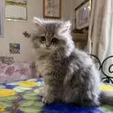 ミヌエット(短足)