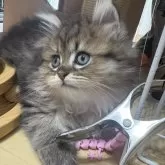ミヌエット(短足)