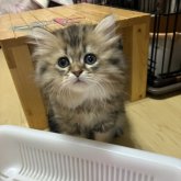 ミヌエット(長足)
