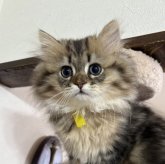 ミヌエット(長足)
