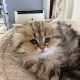 ミヌエット(短足)