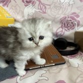 ミヌエット(短足)