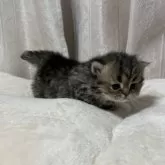 ミヌエット(短足)【愛知県・女の子・2025年11月20日・ブラウンタビー(ブルーが強い)】の写真3「ママに似てきっと短足でも運動神経抜群よ❗️」