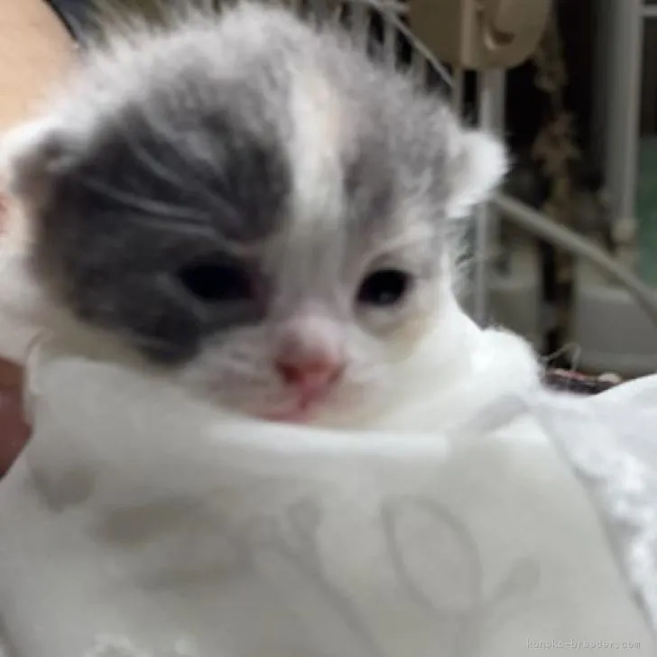 ID:2301-00041の子猫