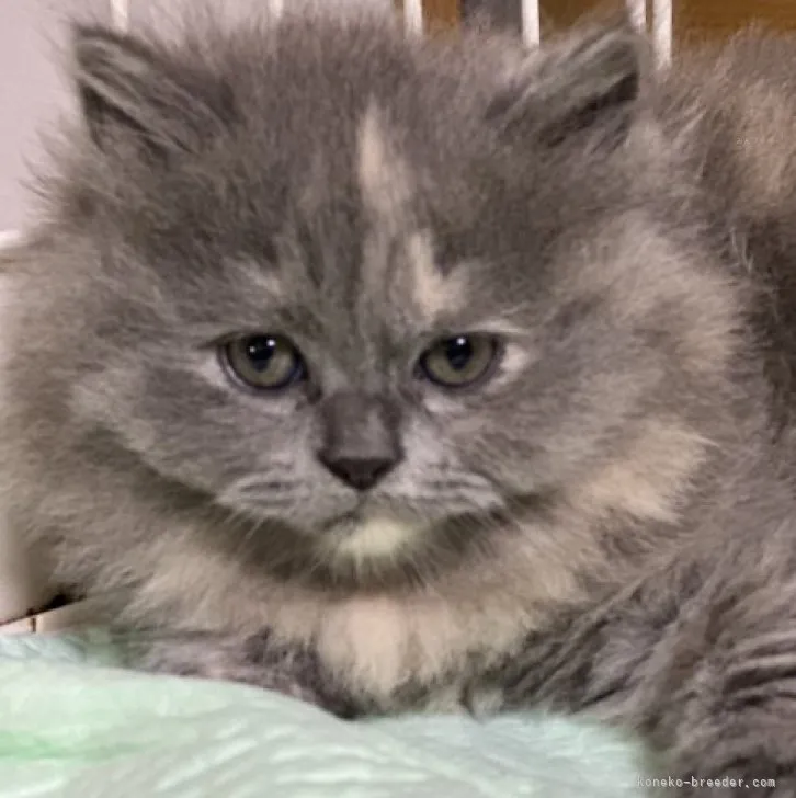 ID：2310-02531の子猫