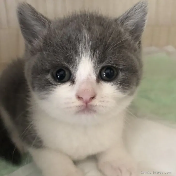 ID：2306-01505の子猫